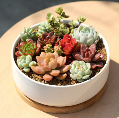 Plants Center พร้อมส่ง T206 พร้อมส่ง กระถางต้นไม้ เซรามิกขาว มีถาดรองไม้ ขนาด 16x6.5 cm เป็นเซรามิกเคลือบเงา ปลูกแคคตัส กระบองเพรช ต้นไลทอป