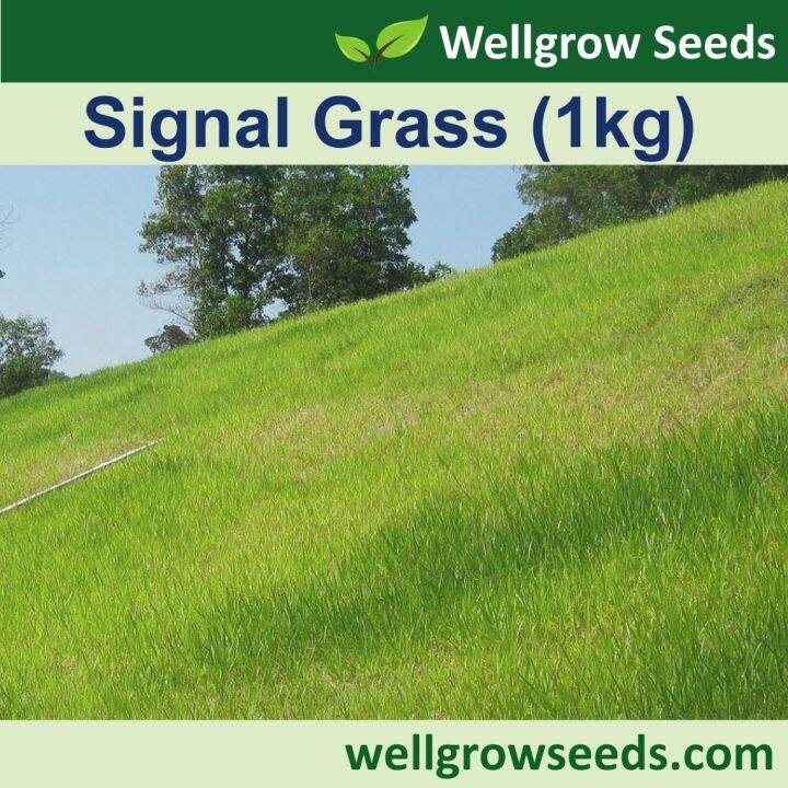 Signal Grass (1kg) (Brachiaria Decumbens) Grass Seeds Wellgrow Seeds
