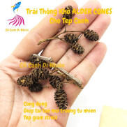 Trái Thông Khô ALDER CONES Erlenzaphen cho tép cảnh hồ cá thủy sinh 1 quả
