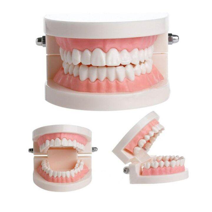 1PCS Dental Teeth Model Dentist student Model for Teaching Dentistry ...