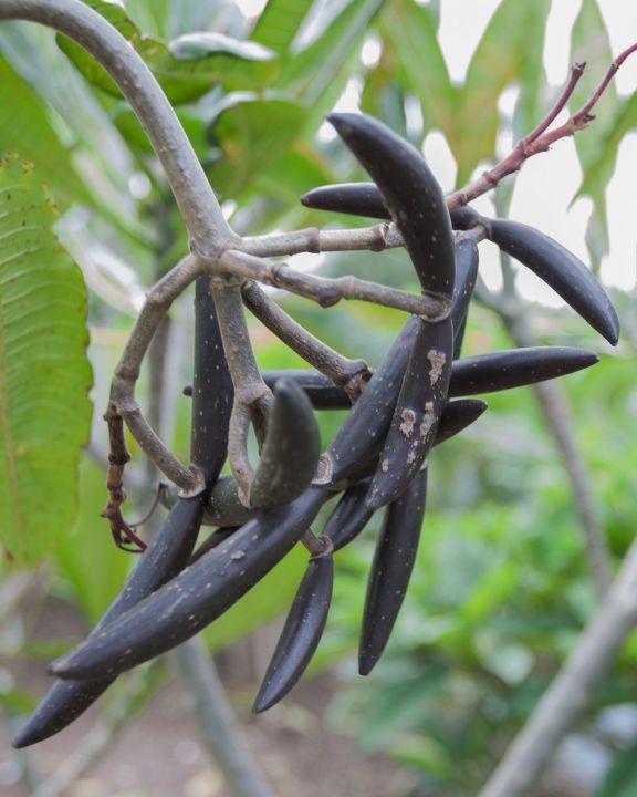 30-เมล็ดพันธุ์-bonsai-เมล็ด-ลั่นทม-หรือ-ลีลาวดี-สายพันธุ์แคระ-frangipani-plumeria-seed-นำเข้าจากฮาวาย-อัตราการงอกของเมล็ด-80-85