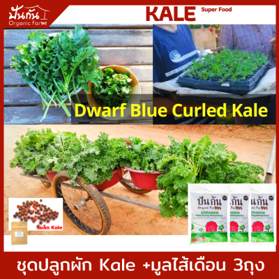 ชุดปลูก ผักเคล [เมล็ดพันธุ์ Kale 70 เมล็ด+คู่มือปลูก+มูลไส้เดือน950g.x 3ถุง] เมล็ดพันธุ์ผัก คะน้าใบหยิก, ผักสวนครัว เคลอินทรีย์ ปลูกผัก Organic ทานเอง ไม่ยากแค่ทำตามคู่มือ, [Curly Leaf Kale] เพาะง่าย งอกดี คุณภาพสูง Super Food, อาหารต้านโรค, วิตามินซี สูง