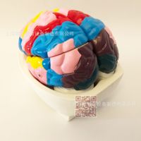 ET/LM1228 partition model of cerebral cortex