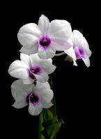 30 เมล็ดพันธุ์ เมล็ดดอกกล้วยไม้  ฟาแลนนอปซิส (Phalaenopsis Orchids) Orchid flower seeds อัตราการงอก 80-85%