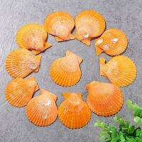 10pcs/Lot Natural Yellow Big Sea Shell Mediterranean Style Creative Ocean Fan Decoration Fish Tank Aquarium Shells