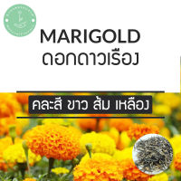 (พร้อมส่ง?) 440+เมล็ด 59.- สุดคุ้ม ดาวเรือง Marigold คละสี ขาว ส้ม เหลือง เหลืองเข้ม ฯลฯ พันธุ์แท้ PO นำเข้า