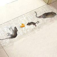 Eioce WX 120 x 28cm Rodents Moles Trap Rat Mice Trap Clear Invisible Mouse Glue Trap