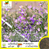 เมล็ดพันธุ์ สต๊อกอีฟนิ่ง มีกลิ่นหอม 150 เมล็ด Evening Scented Stock เมล็ดพันธุ์แท้ นำเข้าจากต่างประเทศ ปลูกผัก สวนครัว