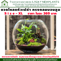 โหลแก้วเปล่า ไซต์ XL ขวดแก้ว โหลแก้ว ขนาดใหญ่ ราคา 369 บาท