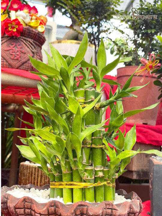 GHZ Lucky Bamboo Tower CNY Live Plant Pokok Fengshui Hiasan 步步高升 | Lazada