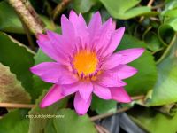 เมล็ดบัวผันไทยลูกผสม หรือบัวสี (water Lily) สีชมพู 5 เมล็ด