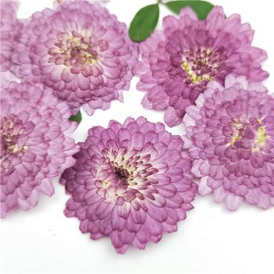 hot【cw】 24pcsNatural Pressed Flowers Real Dried ChrysanthemumDIY gift DecorationScented decor