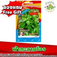 สินค้าของแถม Free Gift 1 ซอง เมื่อลูกค้าซื้อสินค้า เมล็ดพันธุ์ผักซอง 25 บาท ในร้านค้า ทำมะชาดฟาร์ม ครบทุกๆ 10 ซอง