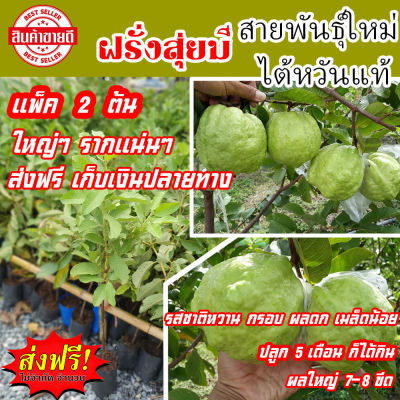 ต้นฝรั่งสุ่ยมี่  ฝรั่งสุ่ยมี่  ผรั่งสุ่ยหมี่ ฝรั่งสายน้ำผึ้ง  ได้จำนวน  2  ต้น  ส่งฟรี ผลใหญ่ดกทั้งปี  ต้นพันธุ์ กิ่งสูง 40-60 ซม. ถุงดำ