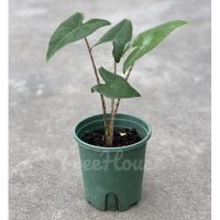 Pro +++ อโลคาเซีย ม้าลาย ล็อตใหม่ 4 ไซส์ (Alocasia zebrina) กระถาง 4-5 นิ้ว ราคาดี พรรณ ไม้ น้ำ พรรณ ไม้ ทุก ชนิด พรรณ ไม้ น้ำ สวยงาม พรรณ ไม้ มงคล