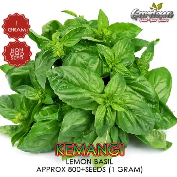 lemon basil Buy lemon basil at Best Price in Malaysia h5