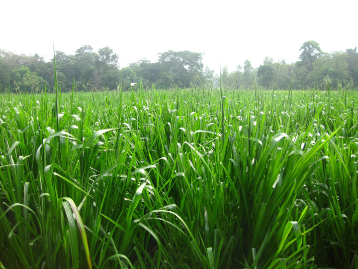 เมล็ดหญ้าพาสพาลัม-paspalum-grass-นำเข้าราคาปลีกส่ง-หญ้าปูสนาม-สนามหญ้า-เมล็ดพันธุ์หญ้า