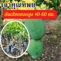 1 ต้น มะม่วงเจ้าคุณทิพย์ ต้นสูง 40-50 มีรสชาติดีทั้งผลดิบและสุก ผลสุก เนื้อแน่น ไม่มีเสี้ยน รสหวานจัด มีสินค้าพร้อมจัดส่ง