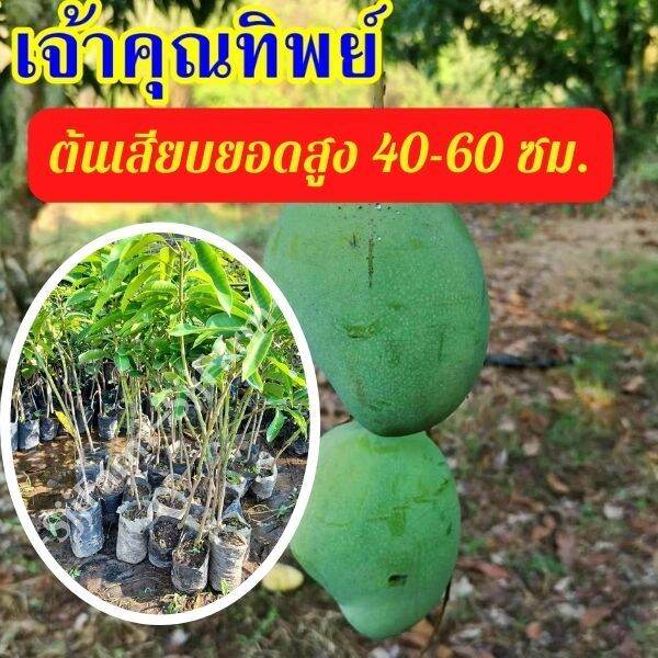 1-ต้น-มะม่วงเจ้าคุณทิพย์-ต้นสูง-40-50-มีรสชาติดีทั้งผลดิบและสุก-ผลสุก-เนื้อแน่น-ไม่มีเสี้ยน-รสหวานจัด-มีสินค้าพร้อมจัดส่ง