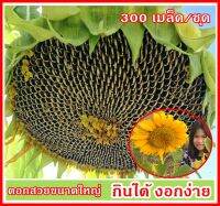 เมล็ดทานตะวันยักษ์สำหรับปลูก เก็บเกี่ยวเมล็ดกินได้ ! สวยงามดอกสีส้มเข้ม 300 เมล็ดต่อชุด ดอกใหญ่12-20cm รับประกันการงอก