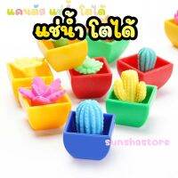 ? Cactus Can Grow แคคตัส แช่น้ำ โตได้ ของเล่น ฝึกการสังเกต เรียนรู้วิทยาศาสตร์ (สินค้ารุ่นนี้จัดส่งแบบแรนดอมคัลเลอร์)WAS720