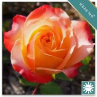 30 เมล็ด เมล็ดพันธุ์ กุหลาบ สตาร์แอนด์สไตร้พส์ Tiger Striped Rose Seeds สี ส้ม-ขาว ดอกใหญ่ นำเข้าจากต่างประเทศ พร้อมคู่มือ เมล็ดสด ใหม่