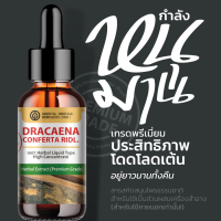 (Dracaena Conferta Ridl) กำลังหนุมาน สารสกัดสมุนไพรธรรมชาติ ชนิดน้ำ เข้มข้น 25 มล.