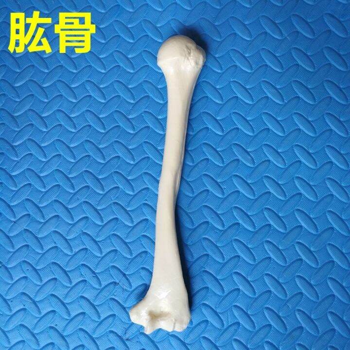 human-body-skeleton-model-of-limbs-long-bone-simulation-of-adult-femur-tibia-fibular-humerus-ulna-radial-shoulder-bones