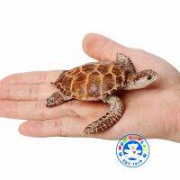 Monkey Toys - โมเดลสัตว์ Turtle เต่า ทะเล แดง ขนาด 9.00 CM (จากหาดใหญ่)