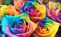 30 เมล็ด เมล็ดพันธุ์ ดอกกุหลาบ สีเรนโบว์ พันธุ์ดอกใหญ่ นำเข้า Rose Seeds