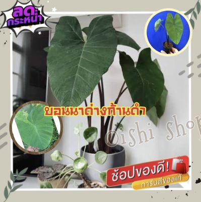 บอนนาด่าง ก้านดำ ด่างๆ #Colocasia esculenta aquatilis Hasskvariegated# บอนนาไทยด่าง #Siam ด่างสวยงามมาก (1 ต้น/แพ็ค)