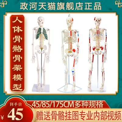 Zheng river human body skeleton model frame body skulls bonesetting practice lumbar spine fitness yoga room furnishing articles