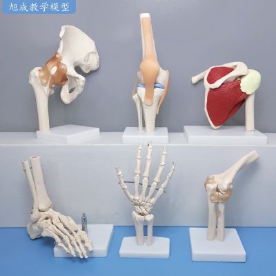 Human body joint model bone elbow wrist ankle bone shoulder knees hip bone attached ligaments muscle medical teaching toys