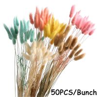 hot【cw】 50PCS/Lot Wholesale Pastoral Stems Tail Tails Dry Bouquet Shooting Props