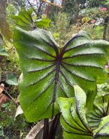 colocasia pharaoh’s mark บอนหน้ากากฟาโรห์