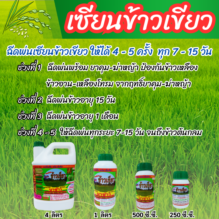 พร้อมส่ง-เซียนข้าวเขียว-ขนาด-250-ซีซี-ซื้อ2-แถม-1ฮอร์โมนบำรุงข้าว-ปุ๋ย-ยาฉีดข้าว-ฮอร์โมนฉีดข้าว-ปุ๋ยทางใบ-ฮอร์โมน