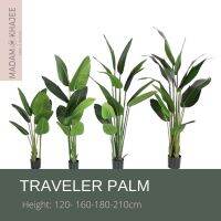 Traveler Palm 1.8M -ต้นทราเวลเลอร์ปาล์ม ความสูง 1.8 เมตร ต้นไม้ปลอมเกรดพรีเมี่ยมเพื่อการตกแต่ง ต้นไม้ประดิษฐ์  Premium Artificial Palm tree for resort home &amp;hotel decoration.