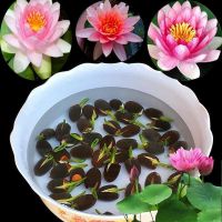 พร้อมส่ง โปรโมชั่น เมล็ดบัว 20 เม็ด water lily seeds flower ดอกไม้ ของจิ๋ว ของแต่งสวน แต่งสวน ดอกไม้จริง ต้นดอกไม้สวยๆ พันธุ์ดอกไม้ ส่งทั่วประเทศ อุปกรณ์ ตกแต่ง สวน อุปกรณ์ ตกแต่ง สวน ถาด อุปกรณ์ ตกแต่ง ต้นไม้ อุปกรณ์ ตกแต่ง สวน หย่อม