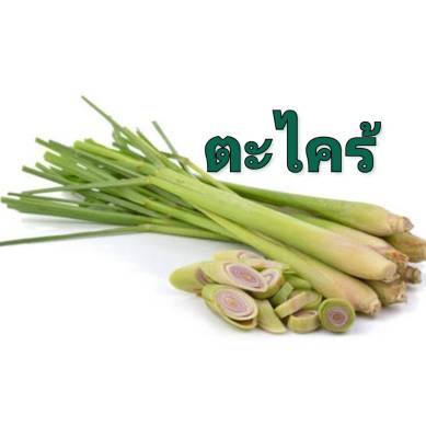 ตะไคร้ เมล็ดพันธุ์ตะไคร้ Lemongrass Seed บรรจุ10 เมล็ด 10 บาท