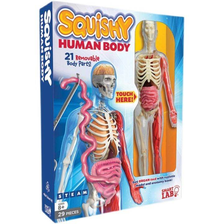 smartlab-model-toys-for-children-to-explore-the-human-anatomy-organs-need-brain-stem-bone-science-experiments