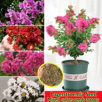 ของแท้ระดับห้าดาว 300 เมล็ด/ซอง Color Mixing Lagerstroemia Seeds Bonsai Flower Seed for Planting เมล็ดดอกไม้ บอนสีหายาก เมล็ดบอนสี ต้นไม้ฟอกอากาศ ต้นไม้ ต้นไม้มงคลสวยๆ ดอกไม้ปลูกสวยๆ บอนสี ของแต่งบ้าน  ปลาสวยงาม ไม้ประดับ Flowering Plants Seeds Others