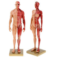 30ซม. เรซิ่น Human Anatomy Muscle Skeleton รุ่น Dropshipping