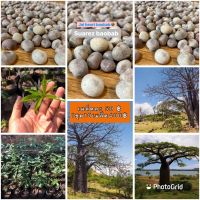 (โปร++) เบาบับซัวเรส_Adansonia_suarez_Baobab1ชุด10เมล็ด400฿ ส่วนลด เมล็ดพันธุ์ พันธุ์ข้าว เมล็ดหญ้า เมล็ดข้าวโพด