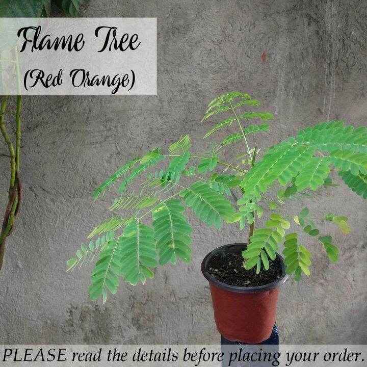 Flame Tree Seedling | Lazada PH