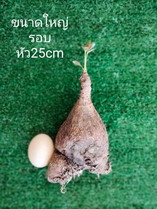 มะยมเงินมะยมทอง-ขนาดใหญ่25cm-หัวสดไม่มีใบ-มะยมเงินโขด-ไม้โขด-มะยมโขด-หัว