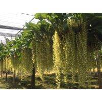 Woww สุดคุ้ม เอื้องสายเสริด (Coelogyne) มีกลิ่นหอม ราคาโปร พรรณ ไม้ น้ำ พรรณ ไม้ ทุก ชนิด พรรณ ไม้ น้ำ สวยงาม พรรณ ไม้ มงคล