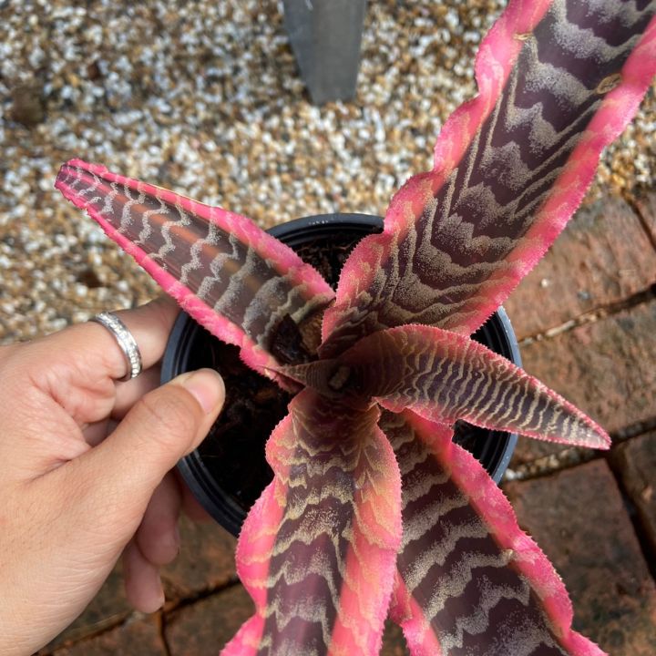 ดาวชมพู-cryptanthus-bivittatus-กิเลนชมพู-สัปรดสีชมพู