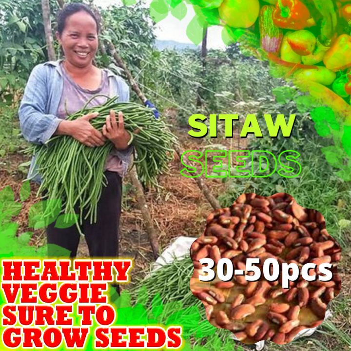 Sitaw Seeds for Planting Vegetable Plants (3050 Seeds) (STRING BEANS