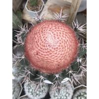 โปรโมชั่น เมโลแคคตัส melocactus Amoenus ราคาถูก  แคคตัส กระบองเพรช ตะบองเพรช ไม้จิ๋ว ไม้ตั้งโต๊ะทำงาน ไม้ประดับ ไม้มงคล ไม้ดอก