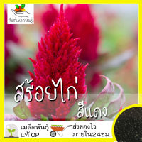 เมล็ดพันธุ์ สร้อยไก่ สีแดง 200 เมล็ด Celosia Plumosa Seed เมล็ดพันธุ์แท้ นำเข้าจากต่างประเทศ ปลูกผัก สวนครัว ถูกดี